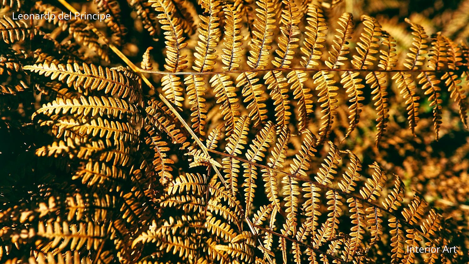 SPJF05 Close-up image of dried fern leaves in warm, golden sunlight, creating a textured pattern. The scene conveys an autumnal, earthy feel.