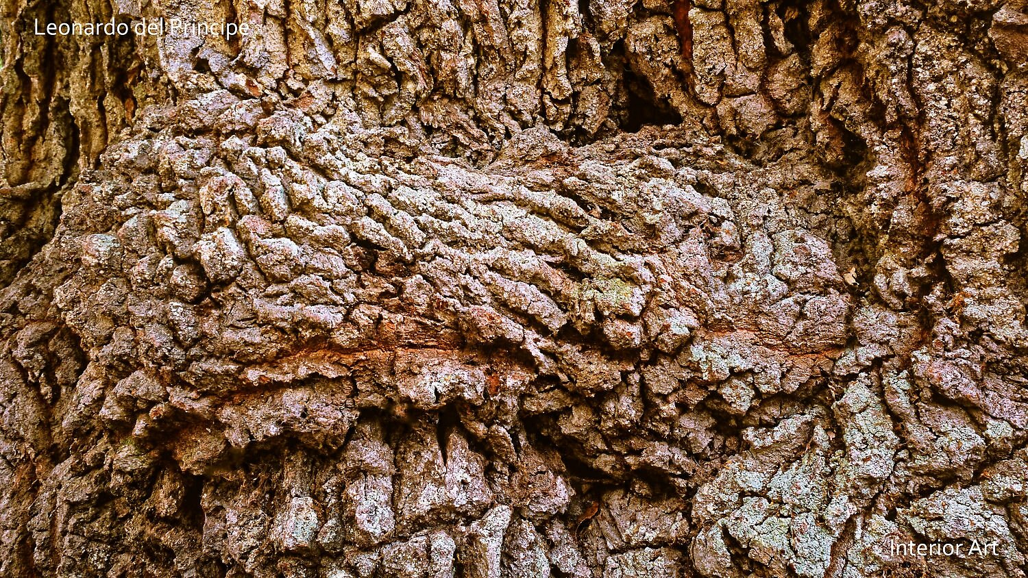 TOAKa02 Close-up of a textured tree bark showing intricate, rough patterns and grooves. The tones are earthy and natural, conveying a rugged, organic feel.