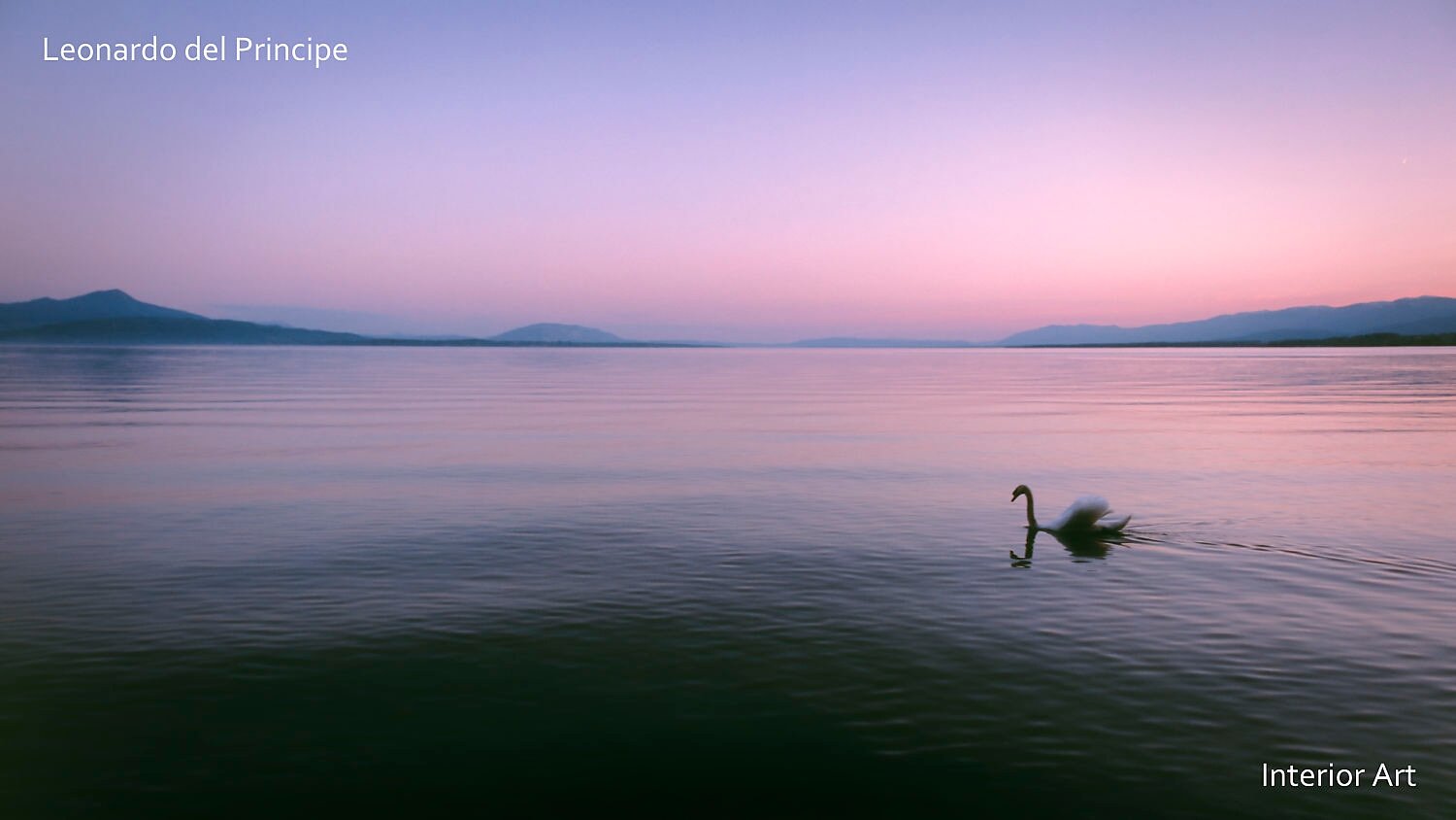 WFNF02 A serene sunset over a calm lake with soft pink and purple hues. A lone swan glides gracefully on the water, evoking peace and tranquility